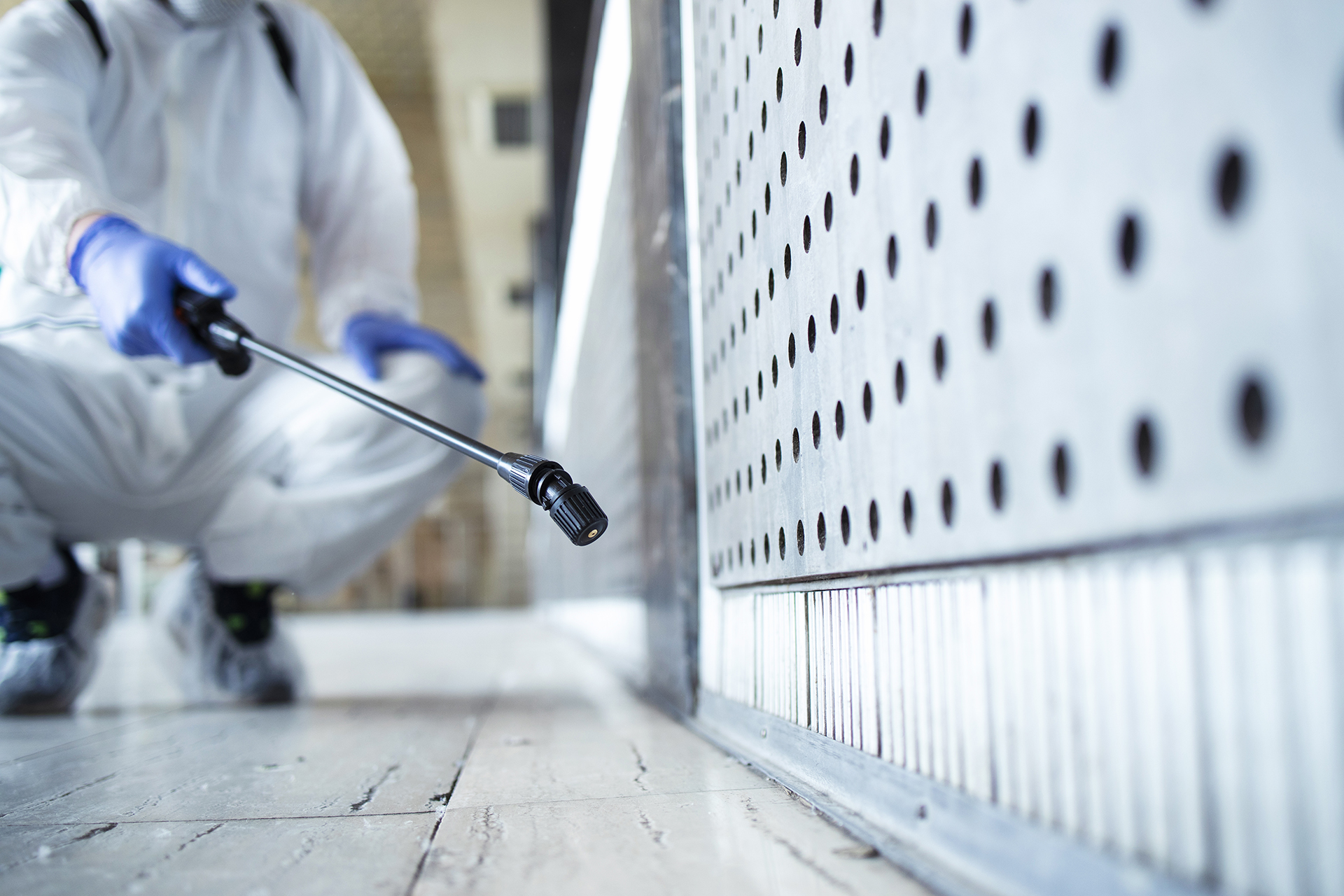 Bascom Mold Removal