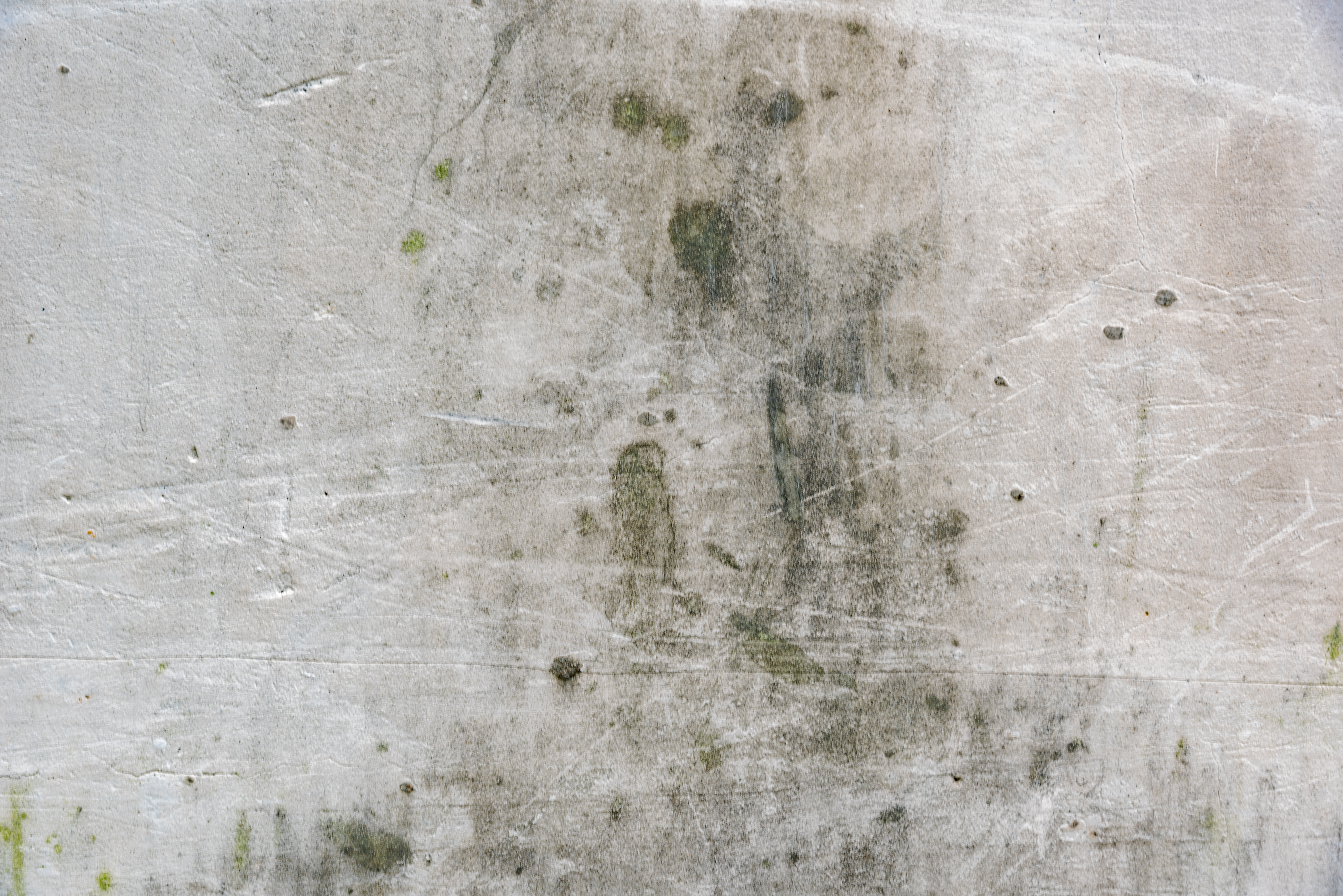 Mold Removal Near Bascom FL